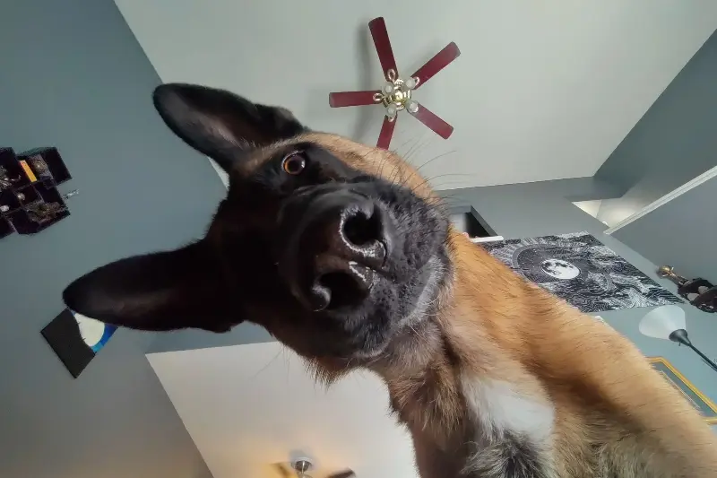 A stock image of a nosy German shepherd looking down at a camera.