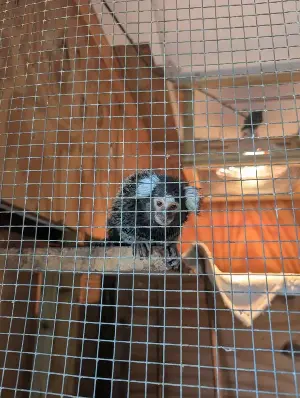 Caged monkey hidden in laundry bag found abandoned on London bus