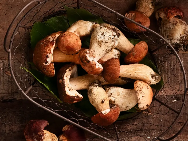 Porcini mushrooms need moisture for the root-like body which grows underground - Monica Bertolazzi