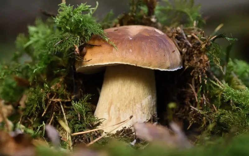 Porcini mushrooms are scarce this year and not growing in their usual habitats - Getty/Albert Fertl