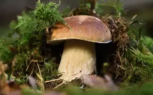 Summer heatwave causes porcini mushroom shortage