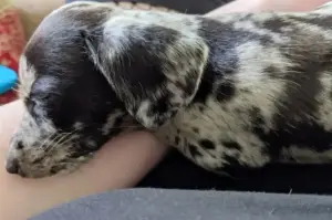 Owner thinks she's adopting dachshund puppy—then his ears kept growing
