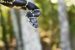 These animals are good at hunting and eating copperhead snakes