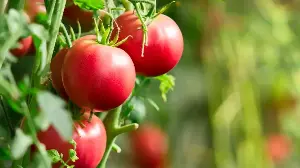 How to Turn June Tomato Prunings Into Free New Plants and Even More Homegrown Fruits