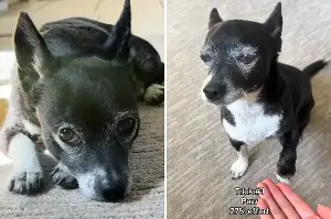 Woman Adopts Rescue Chihuahua—Not Prepared for What She Discovers