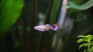 From Guppy to Discus: 5 stunning freshwater fish that make any aquarium look alive and bright