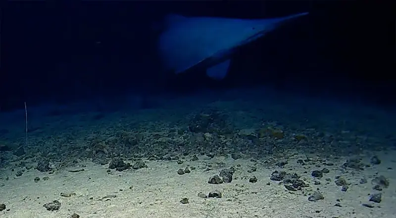 A goblin shark swimming above the seafloor near the Tonga Trench