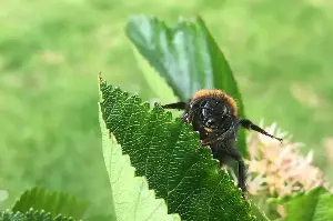 The bees are dying – and nine other ways hotter weather is changing the British countryside forever