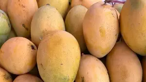 Neurologist Dr Priyanka Sehrawat explains why we should avoid carbide-ripened mangoes and how to recognise them