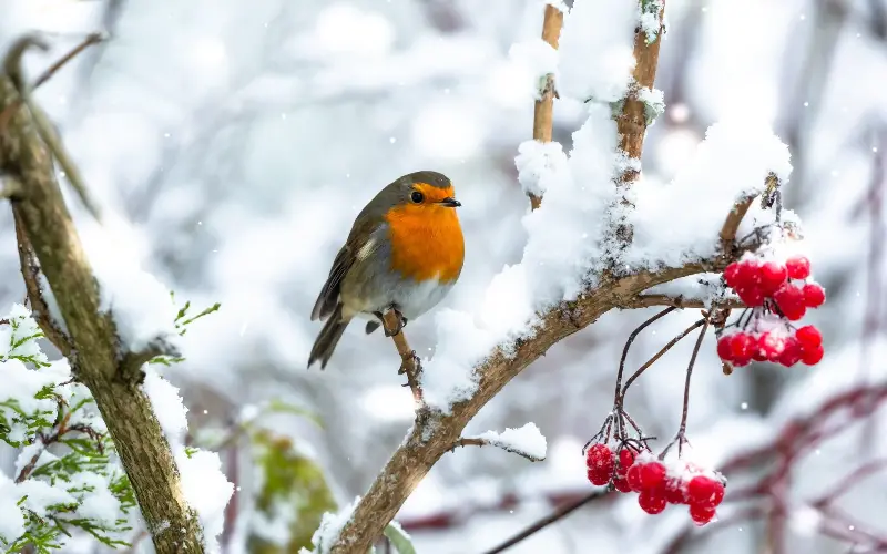 There are an estimated 6.7 to 7.4 million breeding pairs of robins in the UK, the British Trust for Ornithology said in 2024 - Annette Pyrah