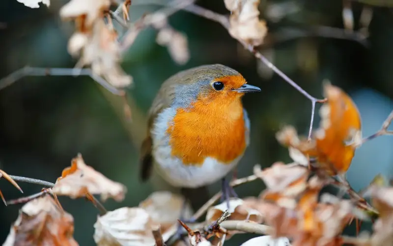Hard ground resulting from extreme heat and drought means robins might have struggled to find food for their chicks - Ben Birchall/PA