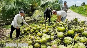 'Digitizing' coconut raw material areas increases export value.