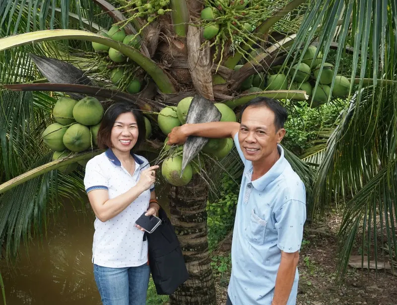 Một vùng trồng dừa uống nước được xây dựng theo hướng hữu cơ tại cù lao Tam Hiệp, xã Phú Thuận, tỉnh Vĩnh Long. Ảnh: Minh Đảm.