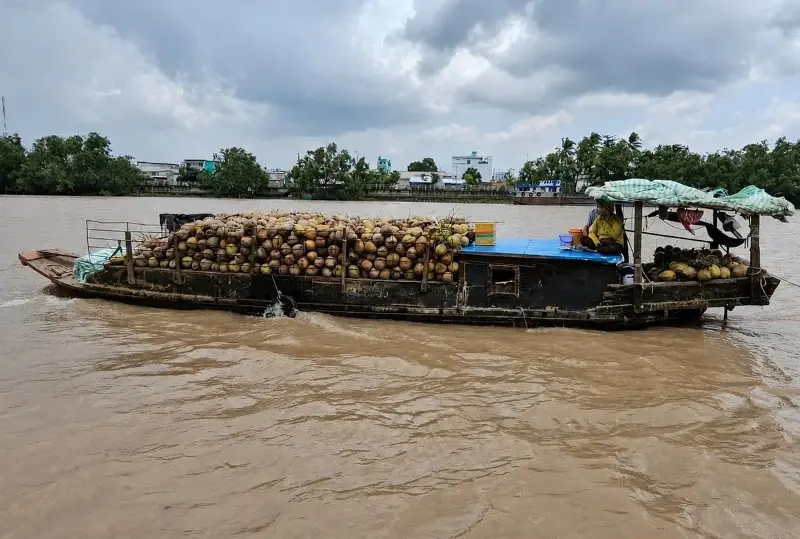 Dự báo năm 2026, kim ngạch xuất khẩu các sản phẩm từ dừa có thể vượt 1,1 tỷ USD. Ảnh: Minh Đảm.