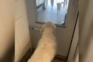 Golden Retriever Sees Foster Dog She Played With—Realizes What Owners Did