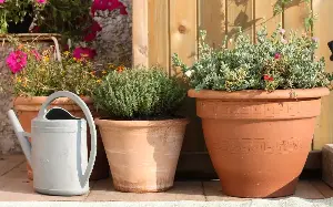 How to water your garden during a heatwave
