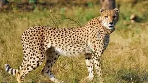 55 big cats, 17 of them in the wild: Taking stock of Project Cheetah as it completes four years