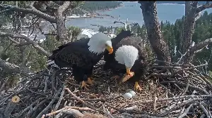 Bald eagle ‘massaging’ its mate? AI deepfakes collide with the laws of the wild
