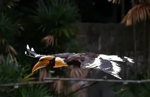 Kenyalang bird - A target of illegal activities in Sarawak