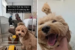 Owner Was Worried Dog Was ‘Miserable’ at Day Care—Then She Saw the Pictures