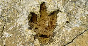 T. rex trackway reveals walking speed