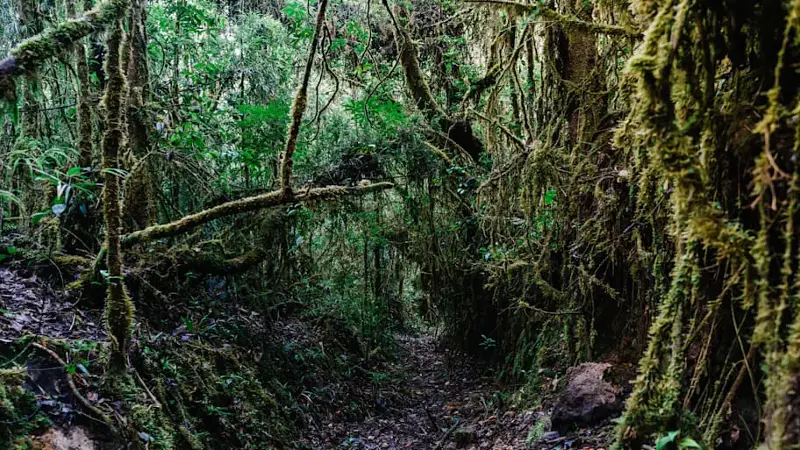 Tangled branches and dense underbrush in a forest