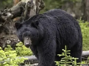 Japan: Bear Rampage Injures 4 in Fukushima
