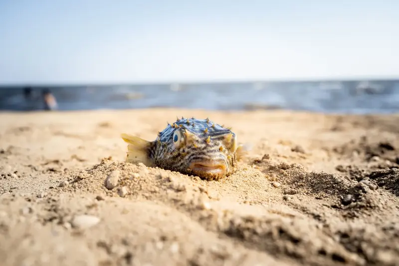 Close-up of a pufferfish resting on sandy beach with ocean in the background.