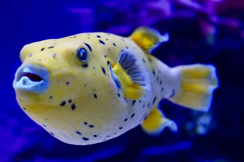 Bright yellow pufferfish with black spots swimming in an aquarium.