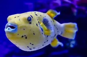 Off the coast of Japan lie perfectly geometric circles two metres wide pressed into the seabed, and divers who filmed them in 2011 learned they were courtship sculptures built grain by grain over a week by a pufferfish barely the size of a human hand.