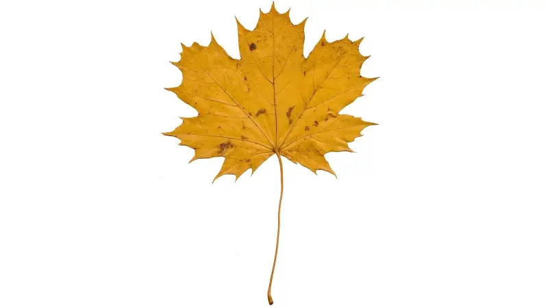 Norway maple leaves are wider than they are long, and in fall, their undersides show dark brown veins against the yellow.