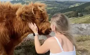 Farmer: I’ll breed uglier cows to deter TikTok tourists