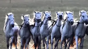 What do the 7 horses of Surya Dev symbolise? Here’s what spiritual beliefs say
