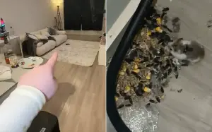 Hamster Has Been Sneaking Out Of Cage Daily, Shock at What He’s Been Up To