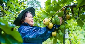 Farmers in Muong Khuong commune are in the harvest season for Tai Nung pears.