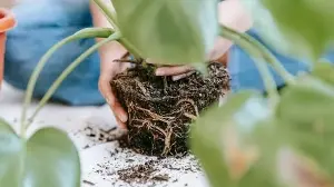 Repotting plants can expose you to bacteria.