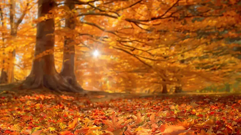 Autumn Colours.