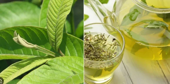 Should you drink guava leaf tea every day? Safe and effective ways to prepare it - Image 3.