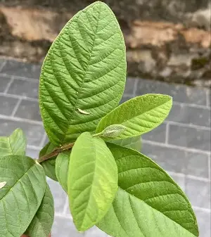 Should you drink guava leaf tea every day? How to prepare it safely and effectively.