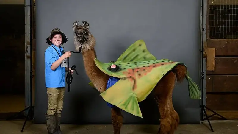 2025 Minnesota State Fair 4-H llama-alpaca costume contest