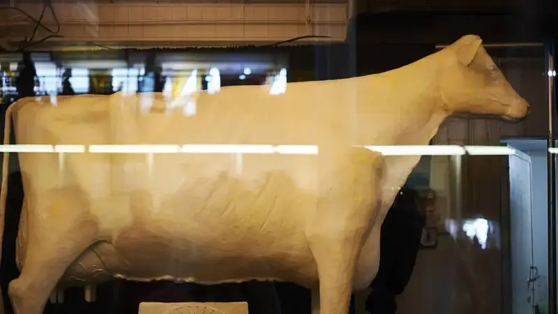 The butter cow at the opening of The Iowa State Fair