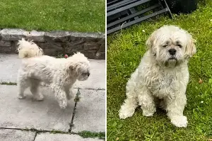 Owner rushes dog to vet over worrying symptoms—Not prepared for the truth