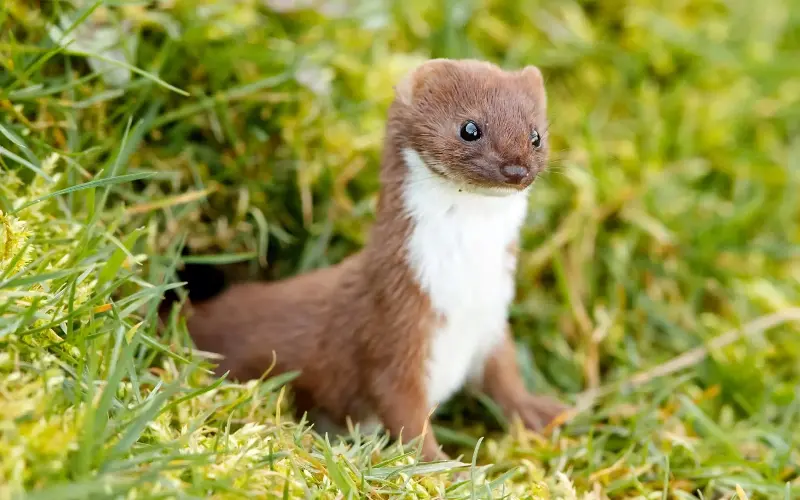 The stoat is a prolific breeder that threatens native wildlife - Getty Images/Ben Queenborough