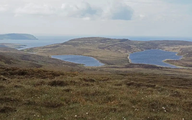 Over 9,000 stoats have been killed on Rousay - Alamy/Steve Holroyd