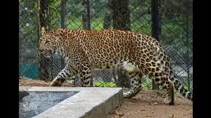 To curb man-animal conflicts, UP plans leopard population control
