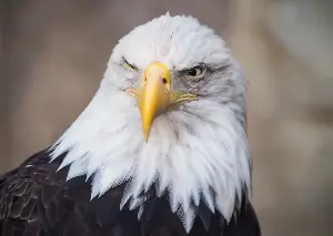 Jackie the bald eagle's "extremely serious" condition explained