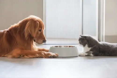 Dos and don'ts about pet food.