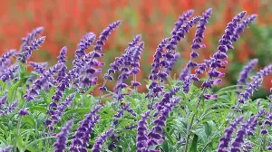 The One Plant to Grow Now for Migrating Hummingbirds – It's Drought-Tolerant, Aromatic, and Blooms Until Frost