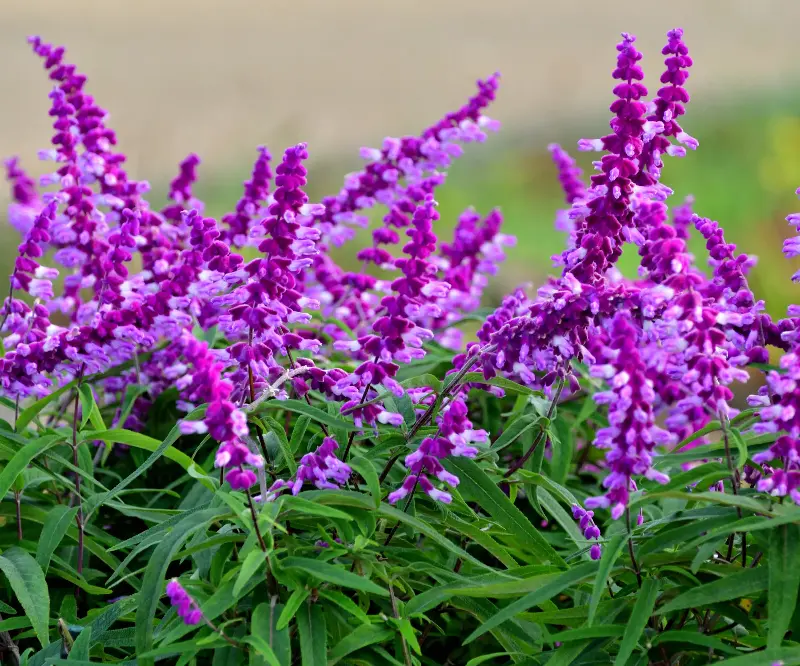 (Image credit: magicflute002 via Getty Images)