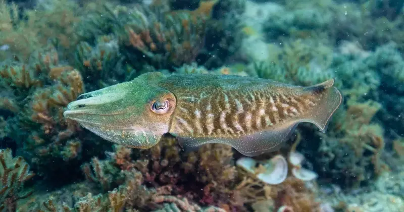 A common cuttlefish hovering over a reef, shown in side profile